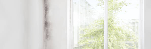 Best Asbestos and Lead Testing During Mold Inspection  in Elim, PA