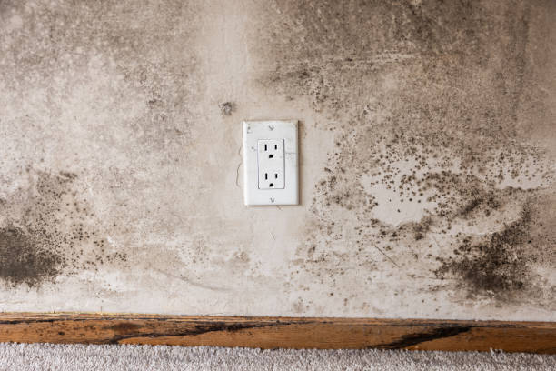 Best Environmental Consulting for Mold Prevention  in Elim, PA