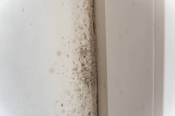 Best Air Quality Testing for Mold Spores  in Elim, PA